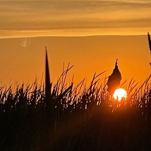 Meet your Posher, Neda